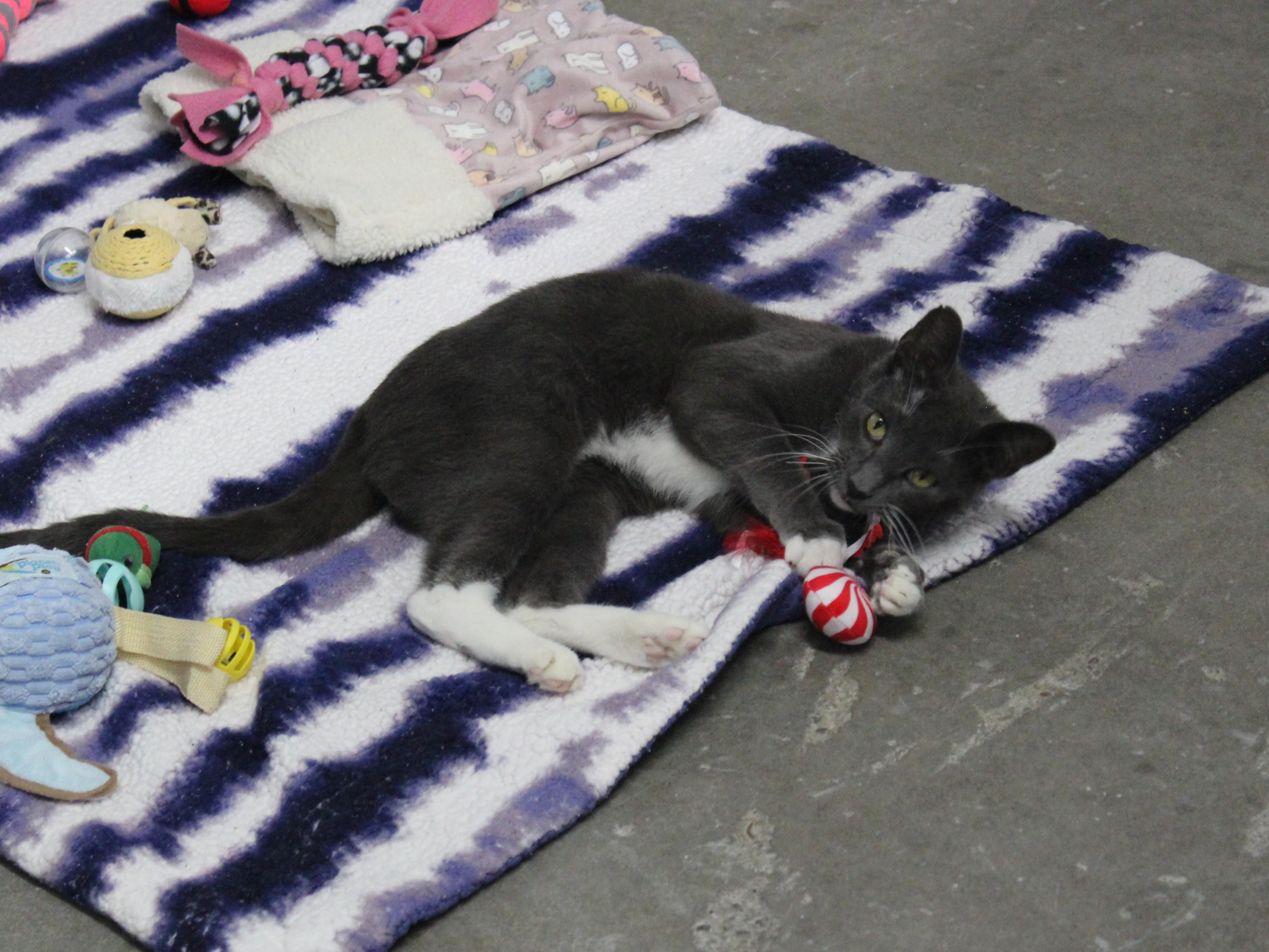 Baldur, a ADOPTABLE Domestic Short Hair in Missoula, MT image 2/2