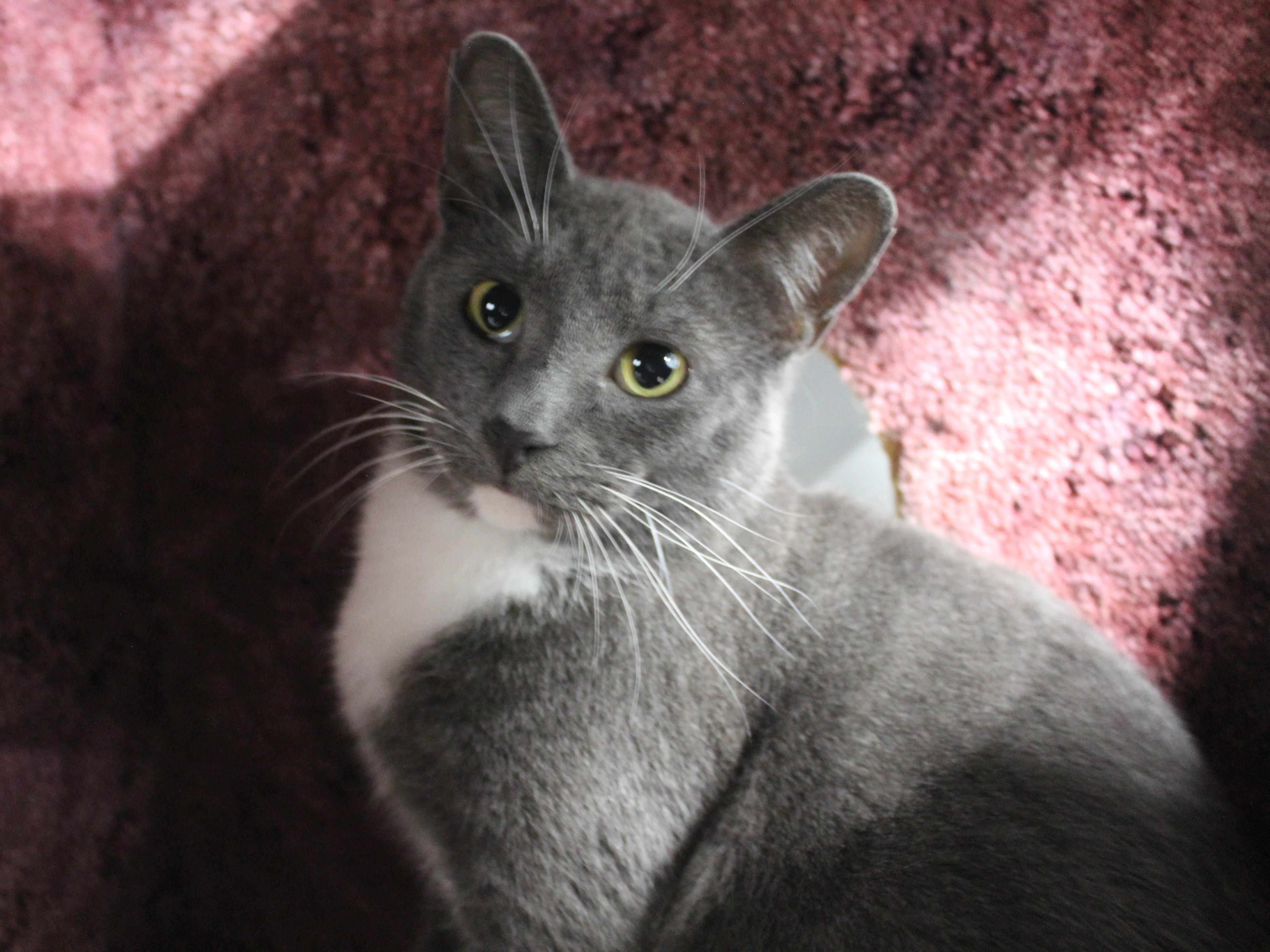 Baldur, a ADOPTABLE Domestic Short Hair in Missoula, MT image 1/2