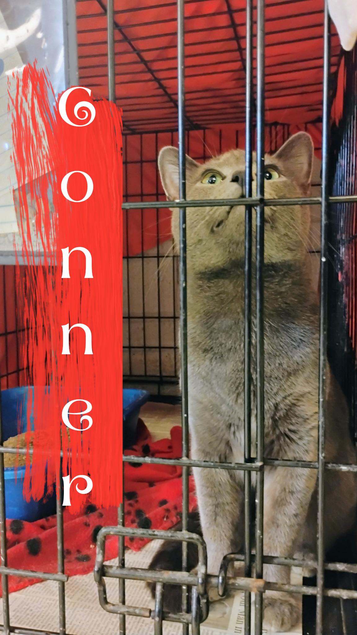 Conner