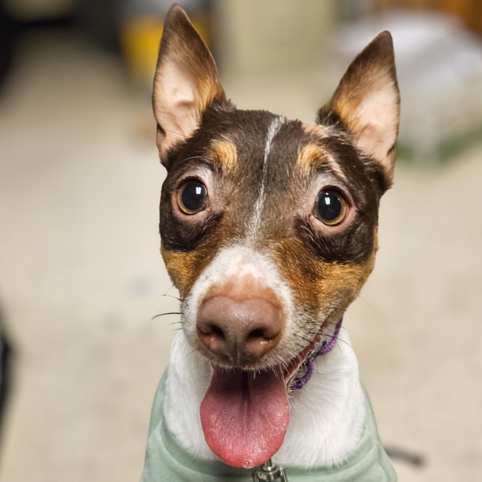 Waylon, Adoptable, Young Male Rat Terrier.