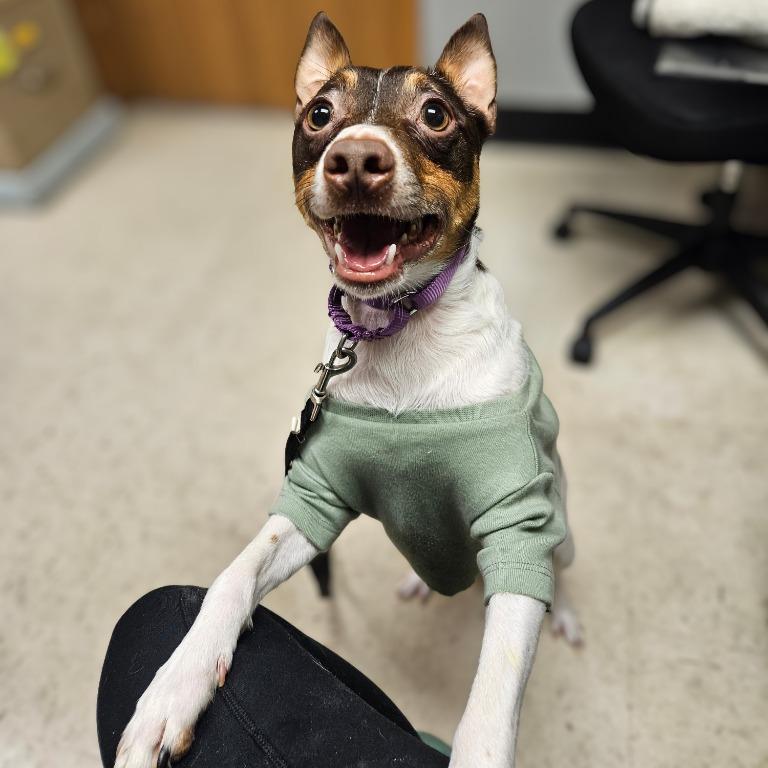Enlarge Waylon, a Adoptable Rat Terrier in Barron, WI image 2/3