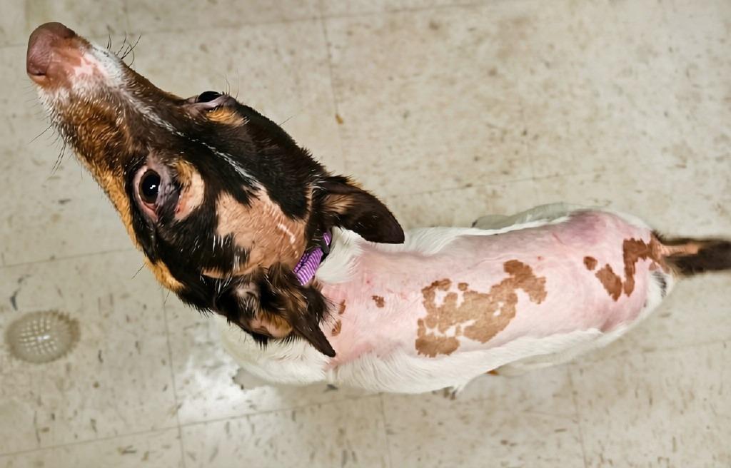 Enlarge Waylon, a Adoptable Rat Terrier in Barron, WI image 3/3