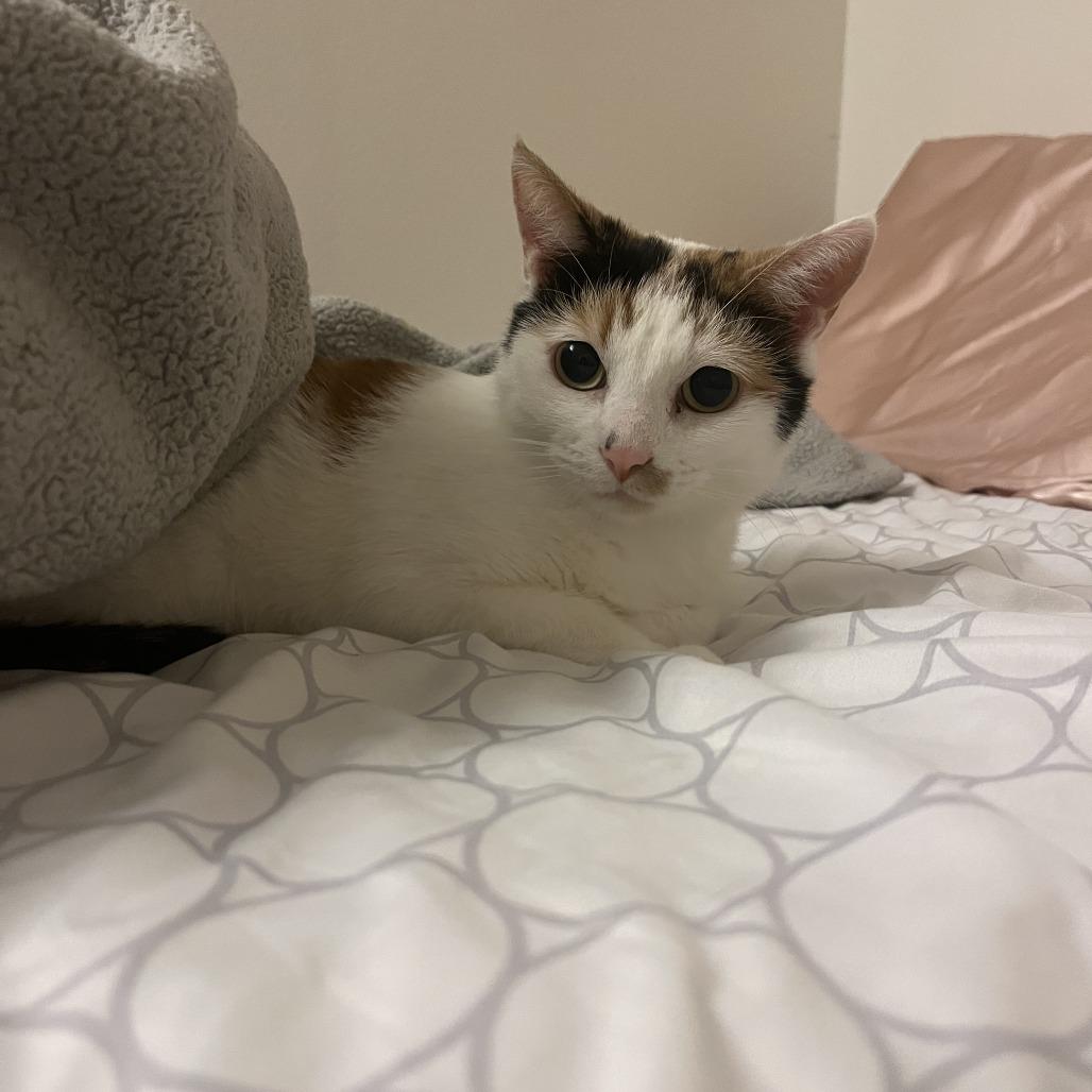 Passionfruit, Adoptable, Young Female Domestic Short Hair.