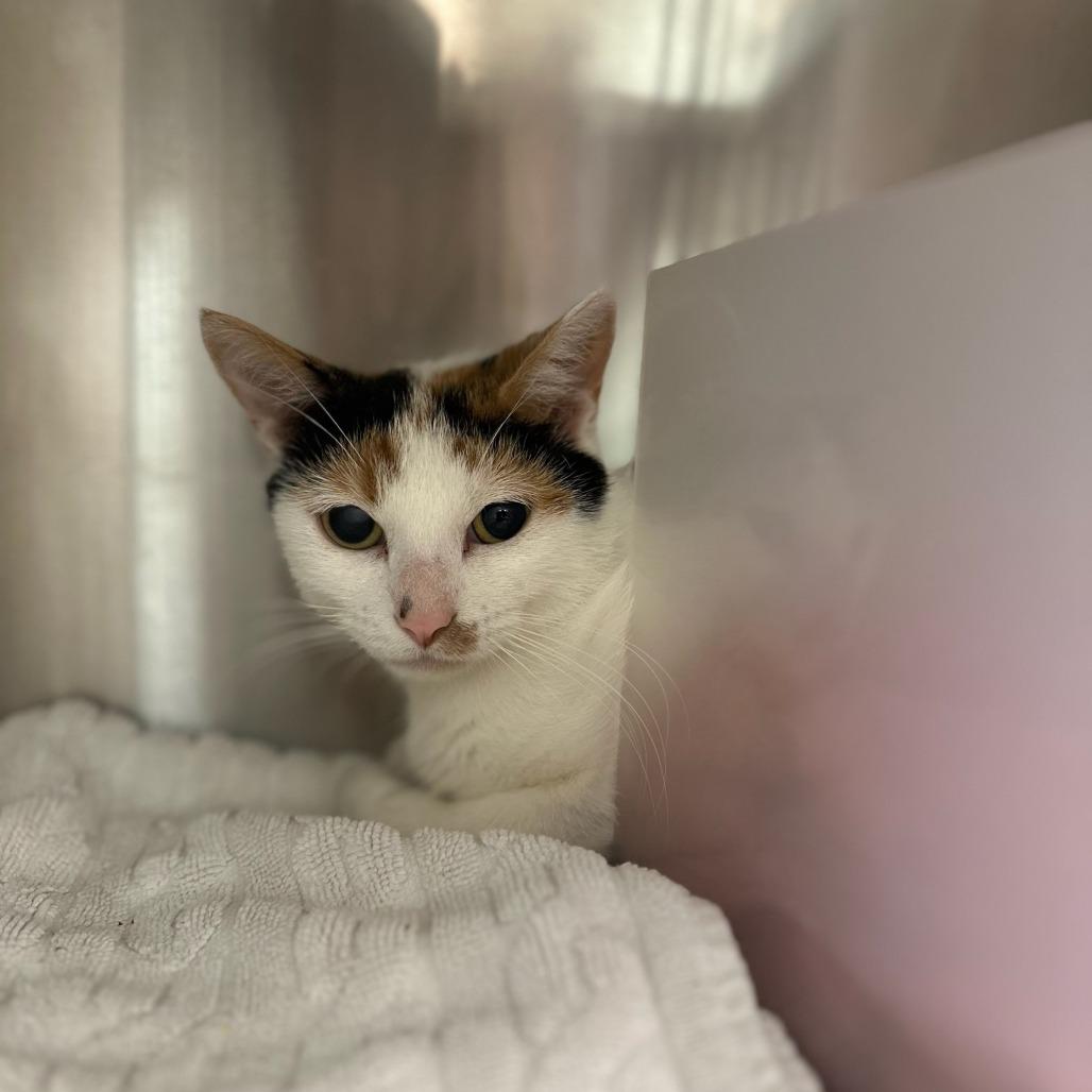 Enlarge Passionfruit, a Adoptable Domestic Short Hair in Santa Barbara, CA image 2/3