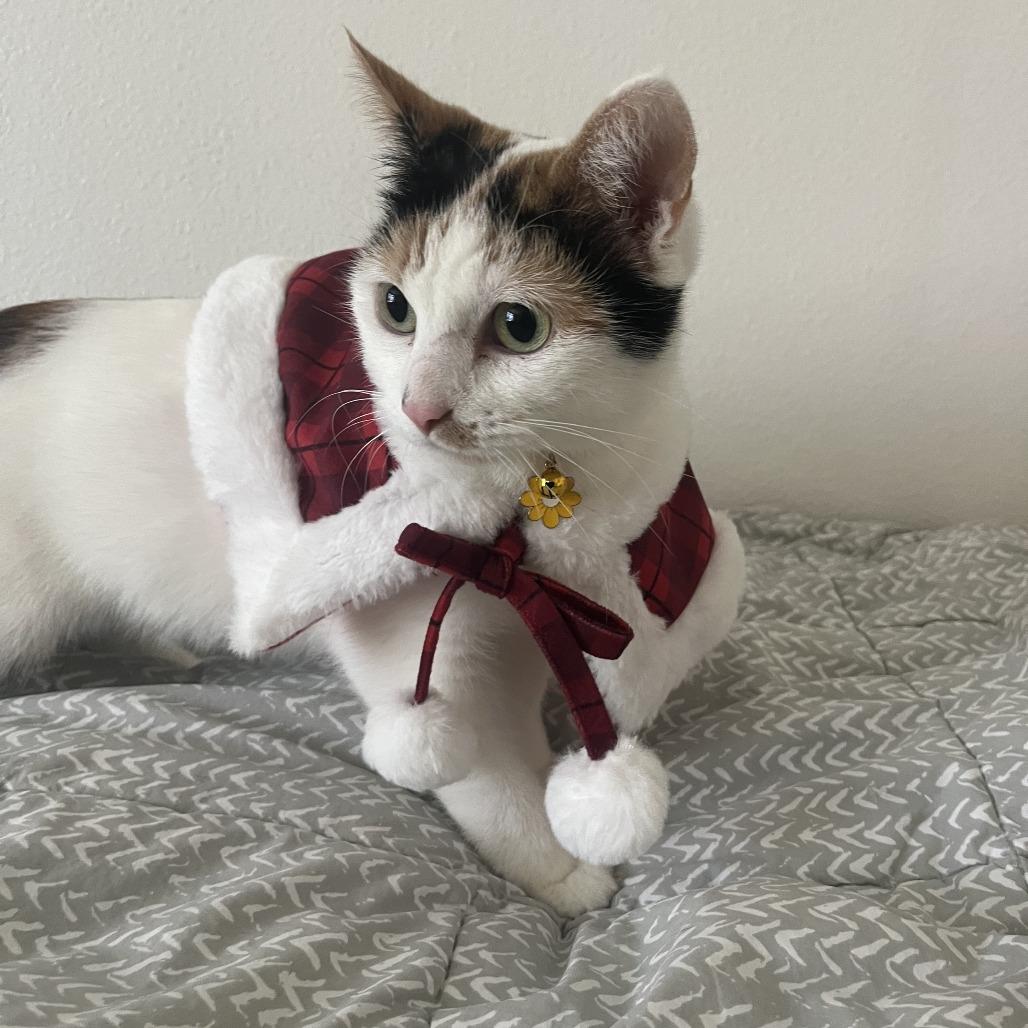 Enlarge Passionfruit, a Adoptable Domestic Short Hair in Santa Barbara, CA image 3/3