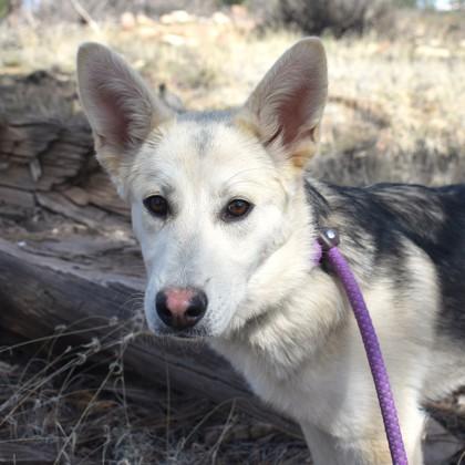 Enlarge Ruby, a ADOPTABLE mixed breed in Flagstaff, AZ image 1/3