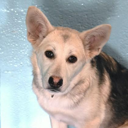 Enlarge Ruby, a ADOPTABLE mixed breed in Flagstaff, AZ image 2/3