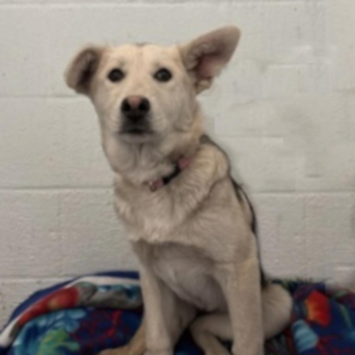 Enlarge Ruby, a ADOPTABLE mixed breed in Flagstaff, AZ image 3/3