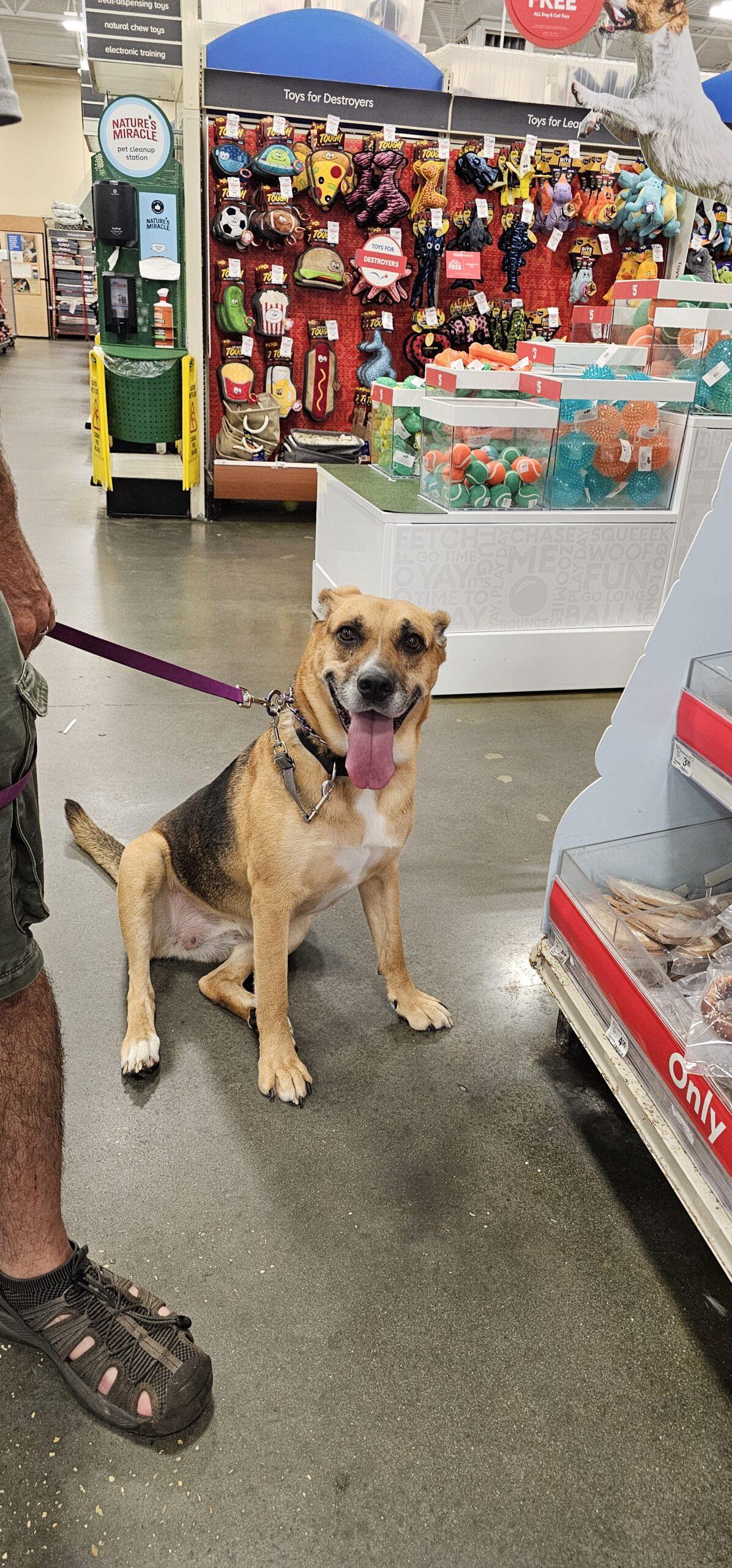 Enlarge Chia Rose, a Adoptable Shepherd in Biloxi, MS image 1/6