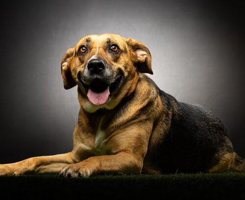 Chia Rose, Adoptable, Adult Female Shepherd.