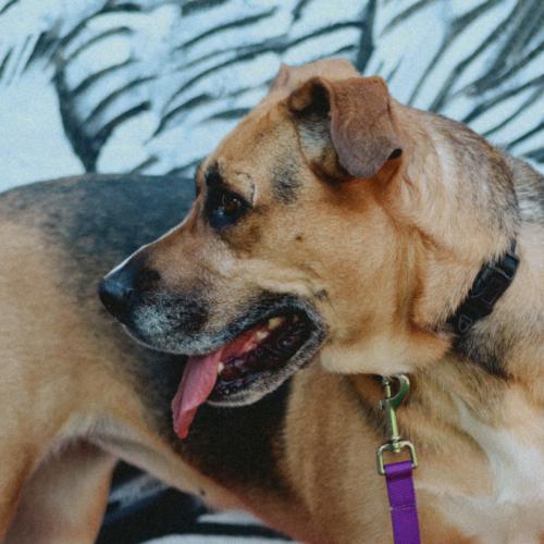 Enlarge Chia Rose, a Adoptable Shepherd in Biloxi, MS image 3/6