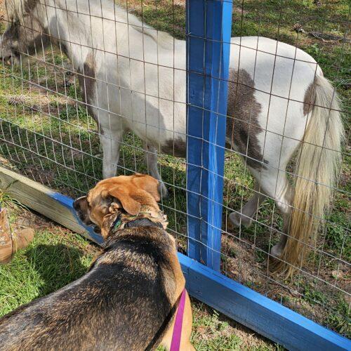 Enlarge Chia Rose, a Adoptable Shepherd in Biloxi, MS image 4/6