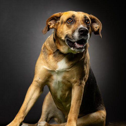 Enlarge Chia Rose, a Adoptable Shepherd in Biloxi, MS image 5/6