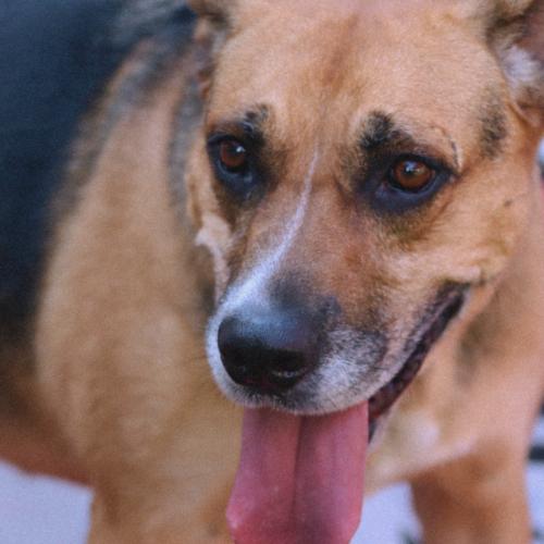 Enlarge Chia Rose, a Adoptable Shepherd in Biloxi, MS image 6/6