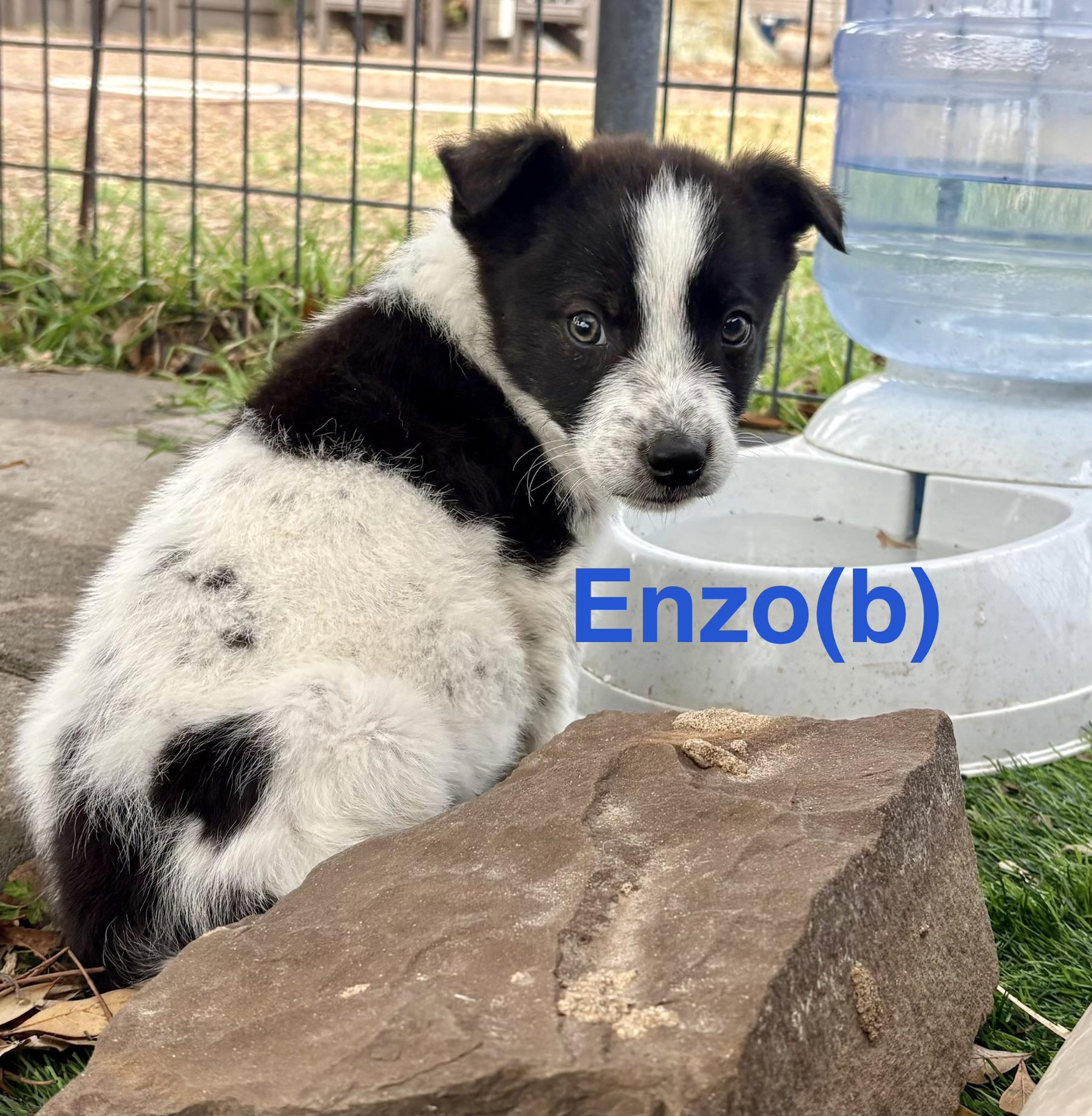 Enzo, Adoptable, Puppy Male Australian Cattle Dog / Blue Heeler.