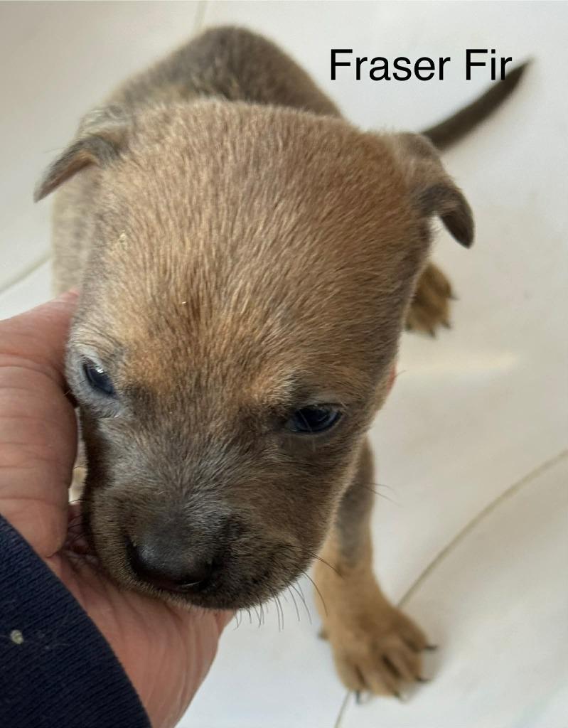 Fraser Fir, Adoptable, Puppy Female Terrier & Mixed Breed.
