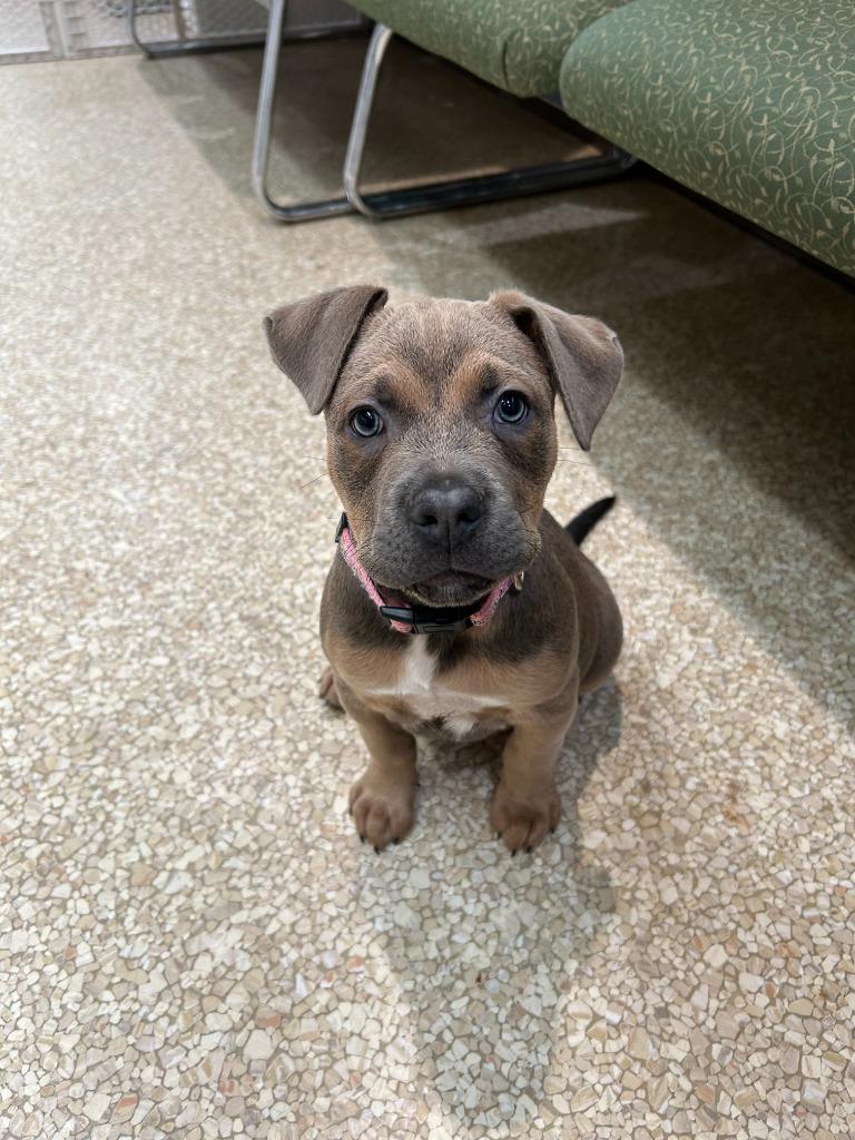 Fraser Fir, a Adoptable mixed breed in Utica, MI image 3/4