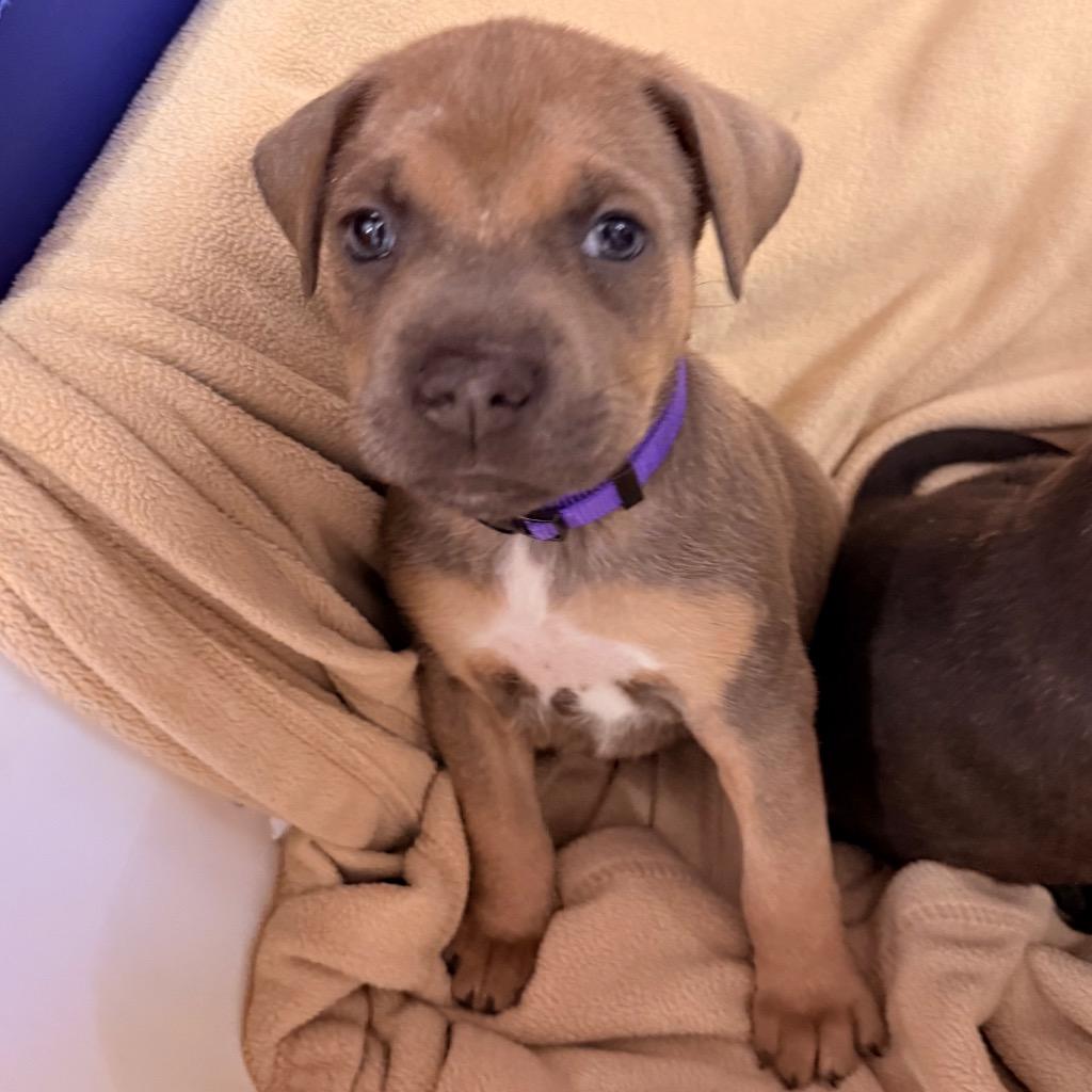 Fraser Fir, a Adoptable mixed breed in Utica, MI image 4/4