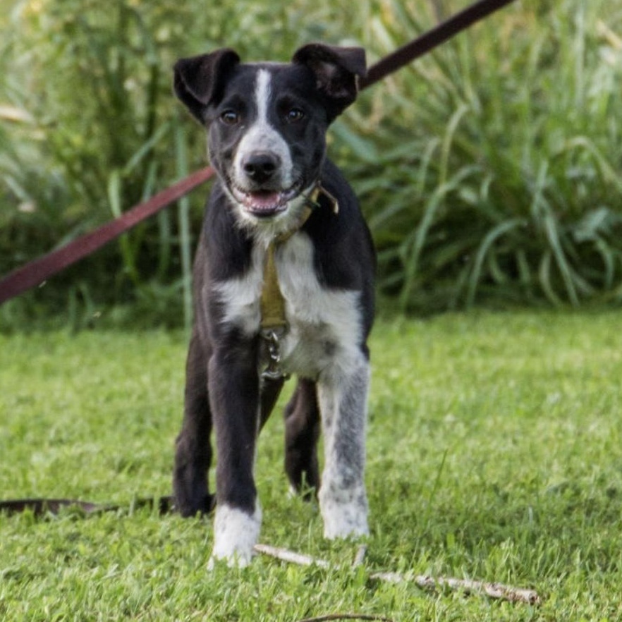 Enlarge McCafe, a Adoptable mixed breed in Springfield, MO image 1/6