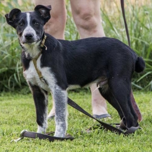 Enlarge McCafe, a Adoptable mixed breed in Springfield, MO image 6/6