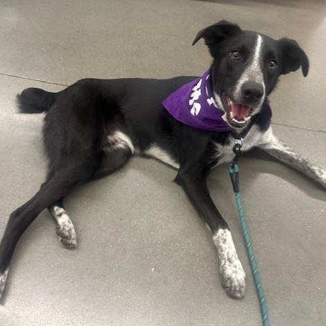 Enlarge McCafe, a Adoptable mixed breed in Springfield, MO image 2/6