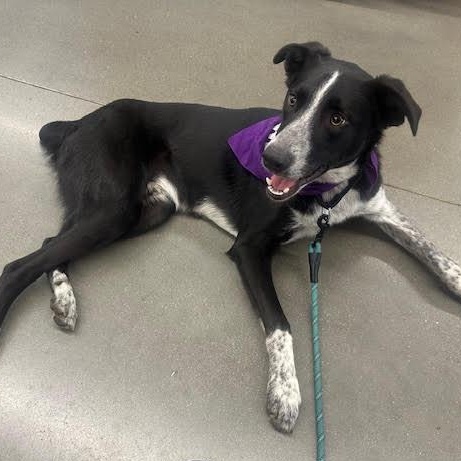 Enlarge McCafe, a Adoptable mixed breed in Springfield, MO image 4/6