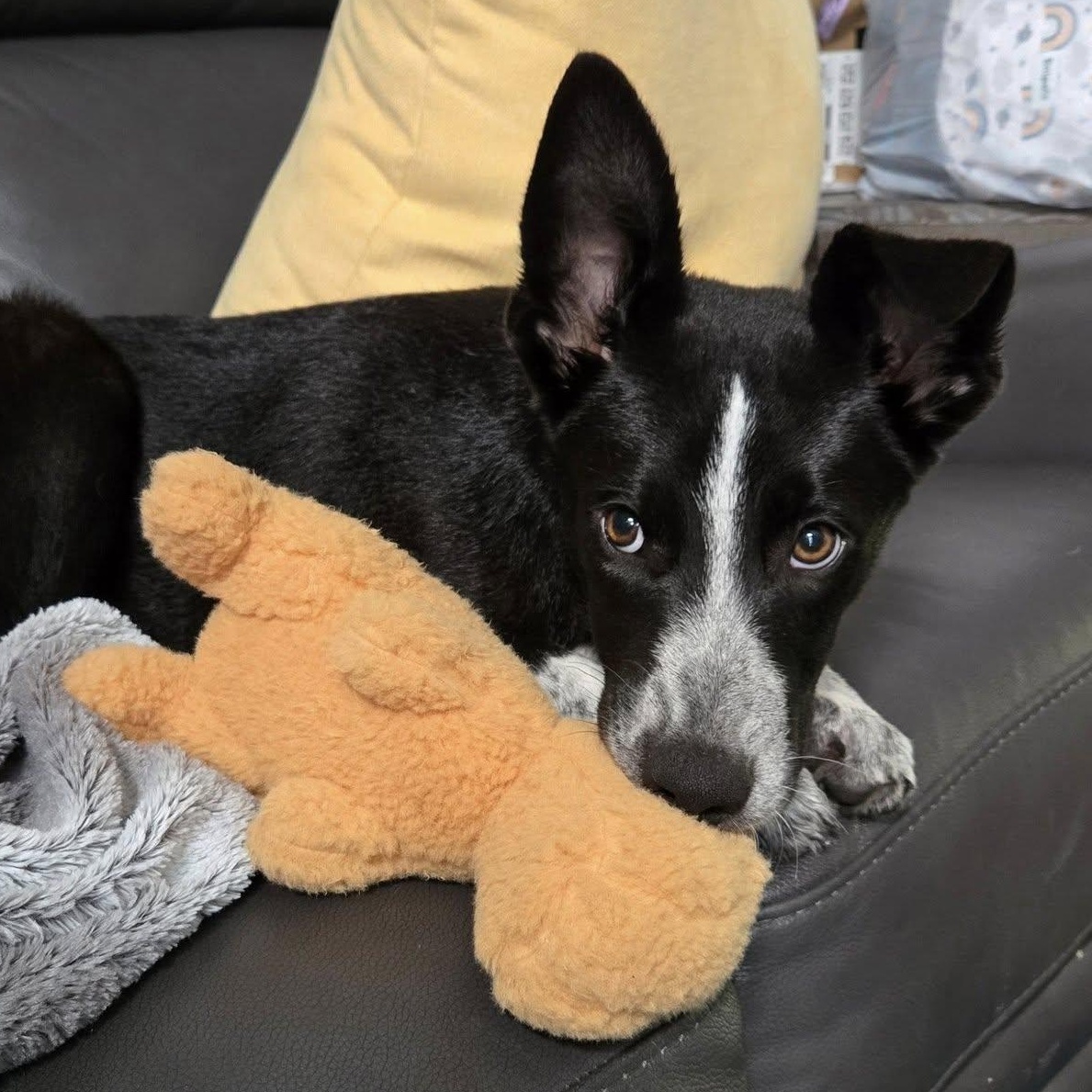 Enlarge McCafe, a Adoptable mixed breed in Springfield, MO image 3/6
