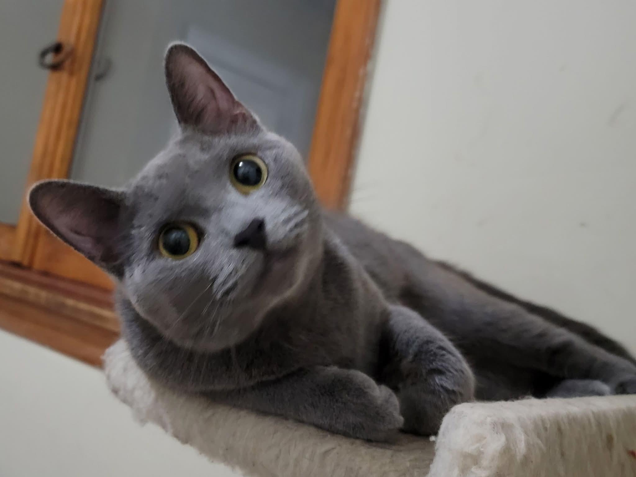 Agatha, adopted, Adult Female Domestic Short Hair.