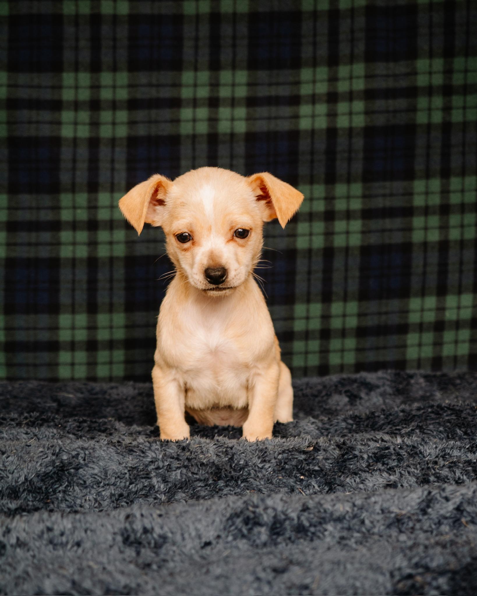 Tiffany, ADOPTABLE, Puppy Female Chihuahua & Terrier.