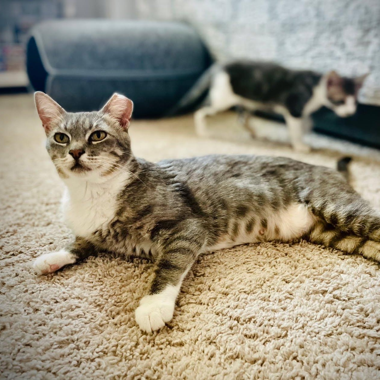 Enlarge Queenie, a Adoptable Domestic Short Hair in Fresno, CA image 2/2