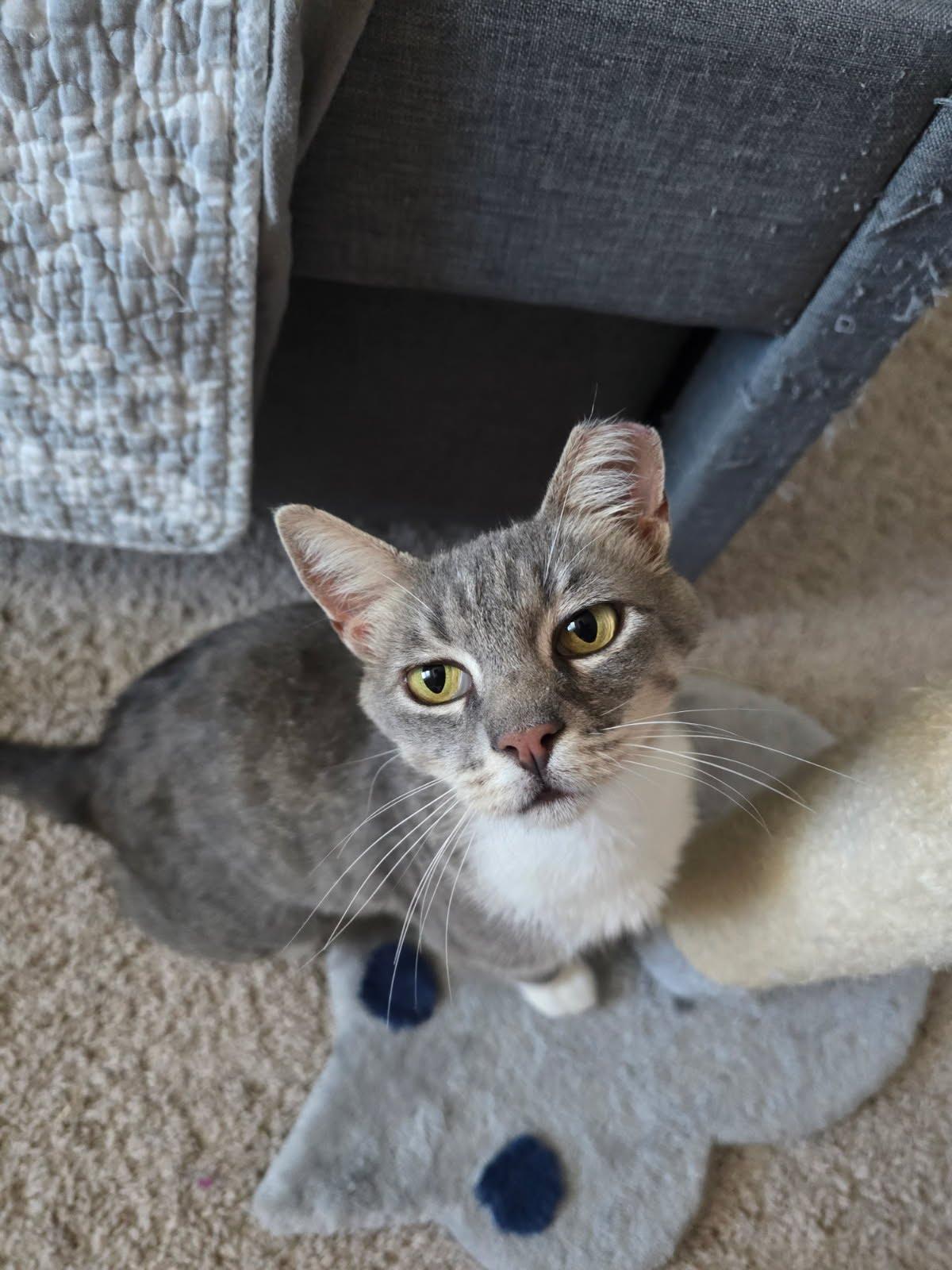 Enlarge Queenie, a Adoptable Domestic Short Hair in Fresno, CA image 1/2