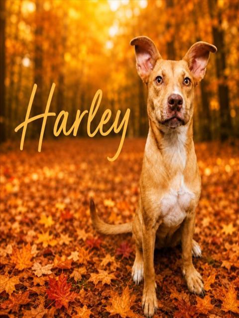 HARLEY, Adoptable, Young Female Pit Bull Terrier & Mixed Breed.