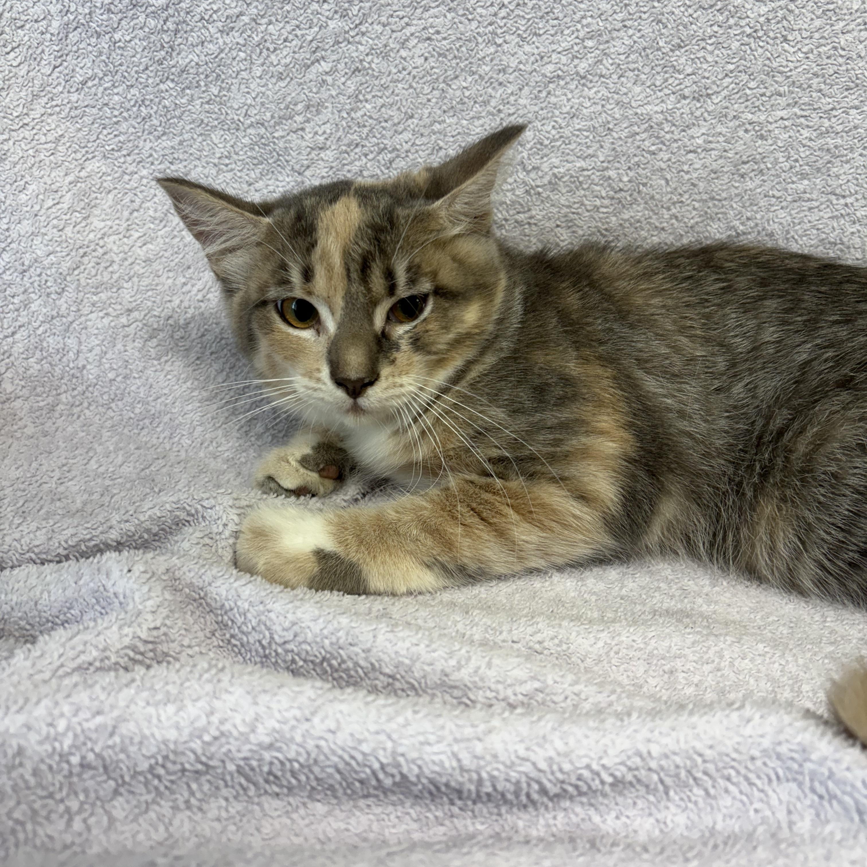 Penny, adopted, Kitten Female Domestic Medium Hair.