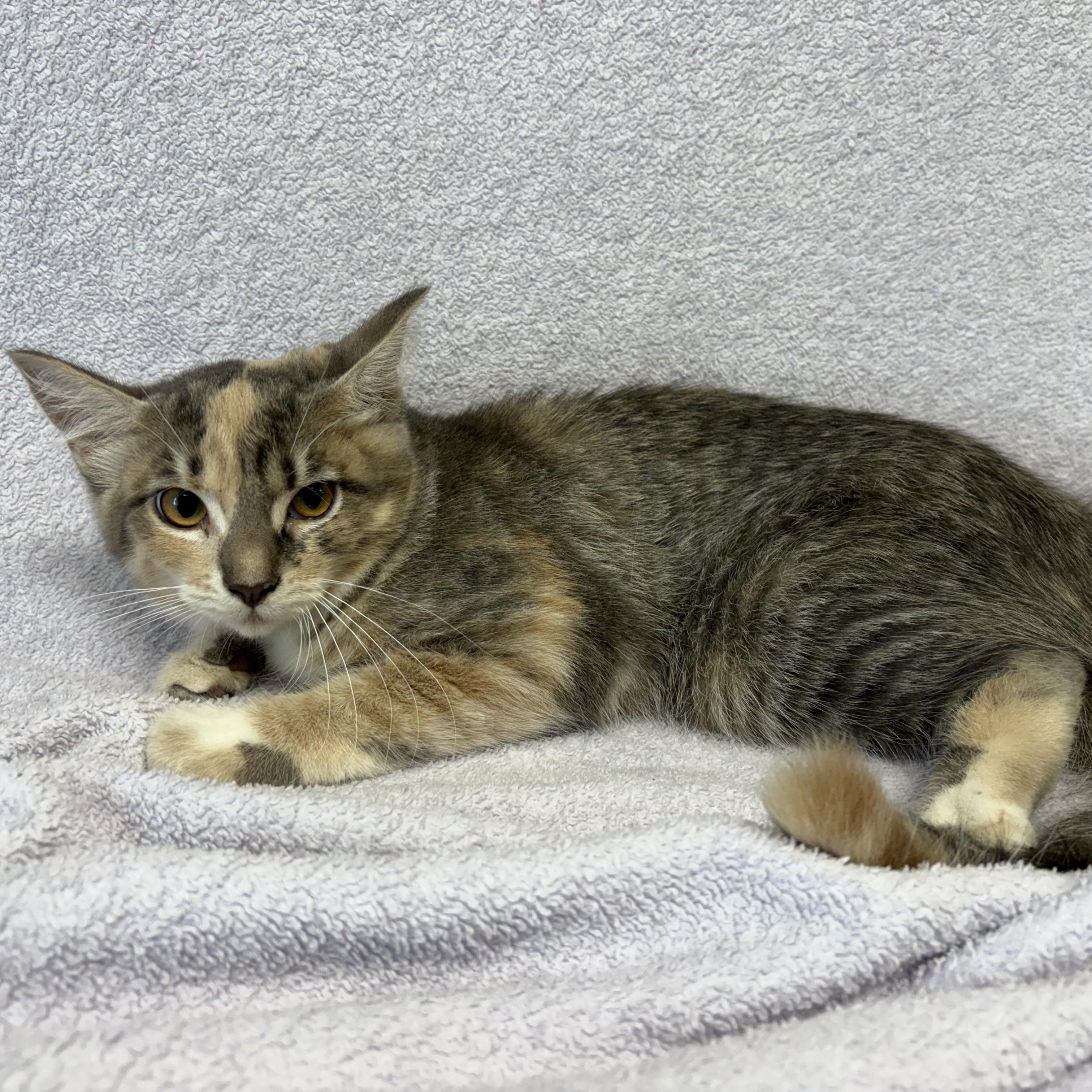 Penny, an adopted Domestic Medium Hair in Valdosta, GA image 2/2