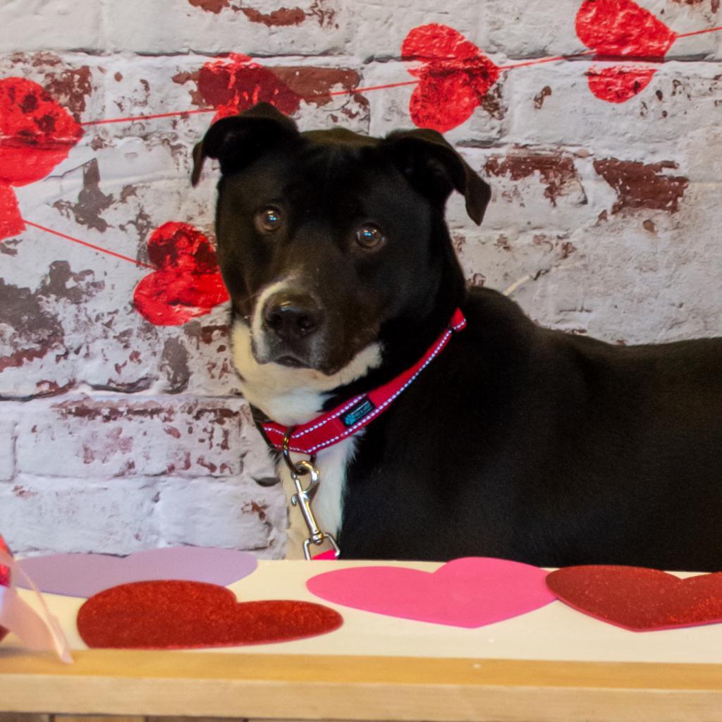 Enlarge Ayden, a Adoptable mixed breed in Middletown, NY image 1/6