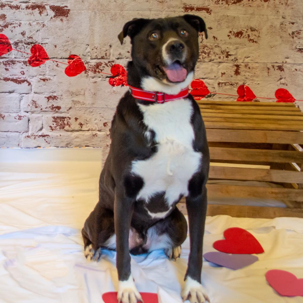 Enlarge Ayden, a Adoptable mixed breed in Middletown, NY image 2/6