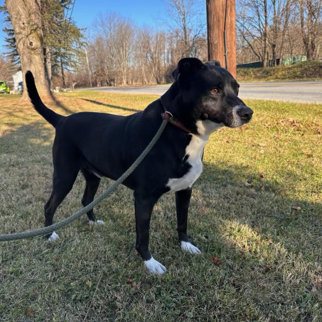 Enlarge Ayden, a Adoptable mixed breed in Middletown, NY image 3/6