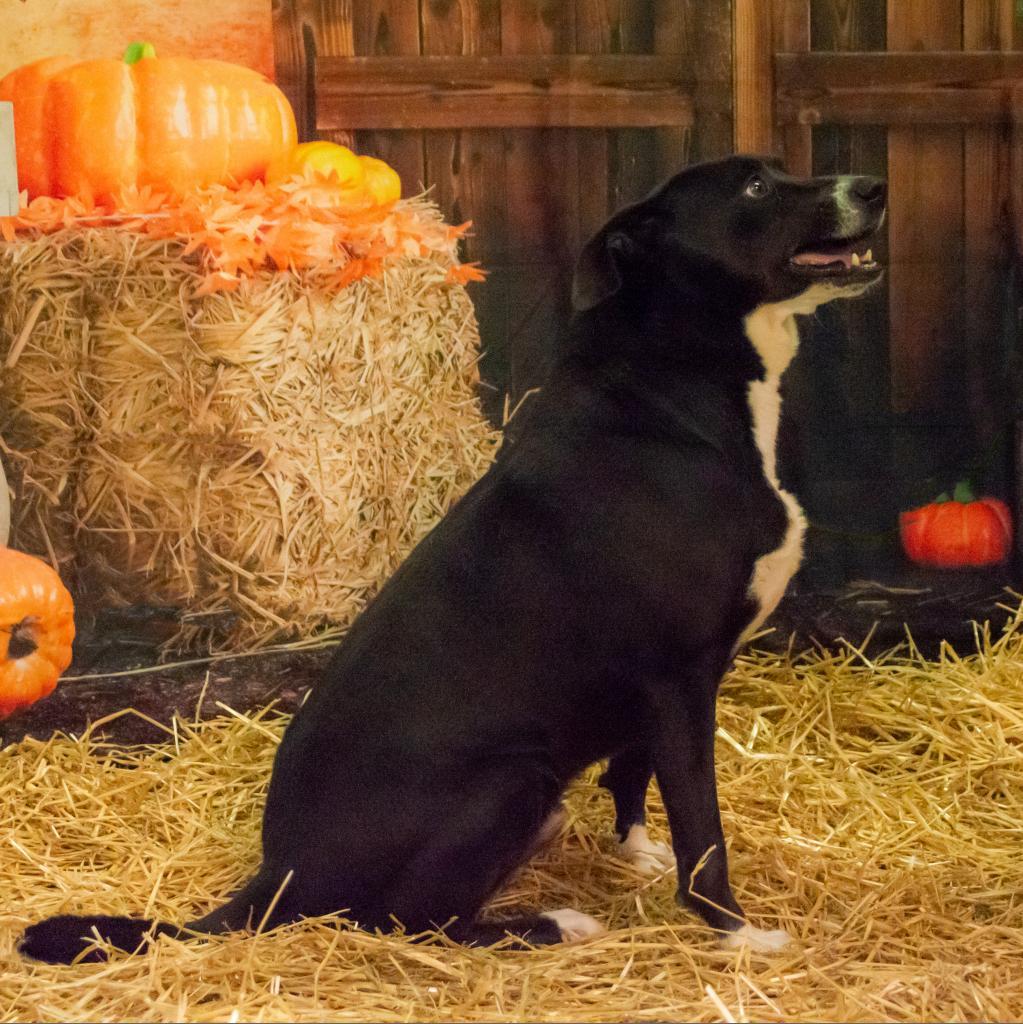 Enlarge Ayden, a Adoptable mixed breed in Middletown, NY image 4/6