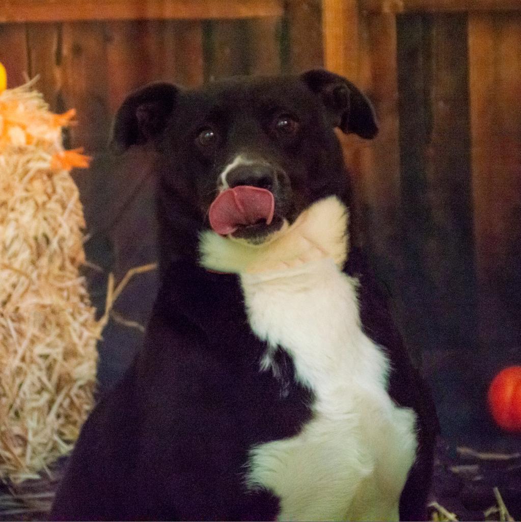 Enlarge Ayden, a Adoptable mixed breed in Middletown, NY image 5/6