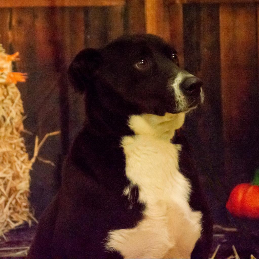 Enlarge Ayden, a Adoptable mixed breed in Middletown, NY image 6/6