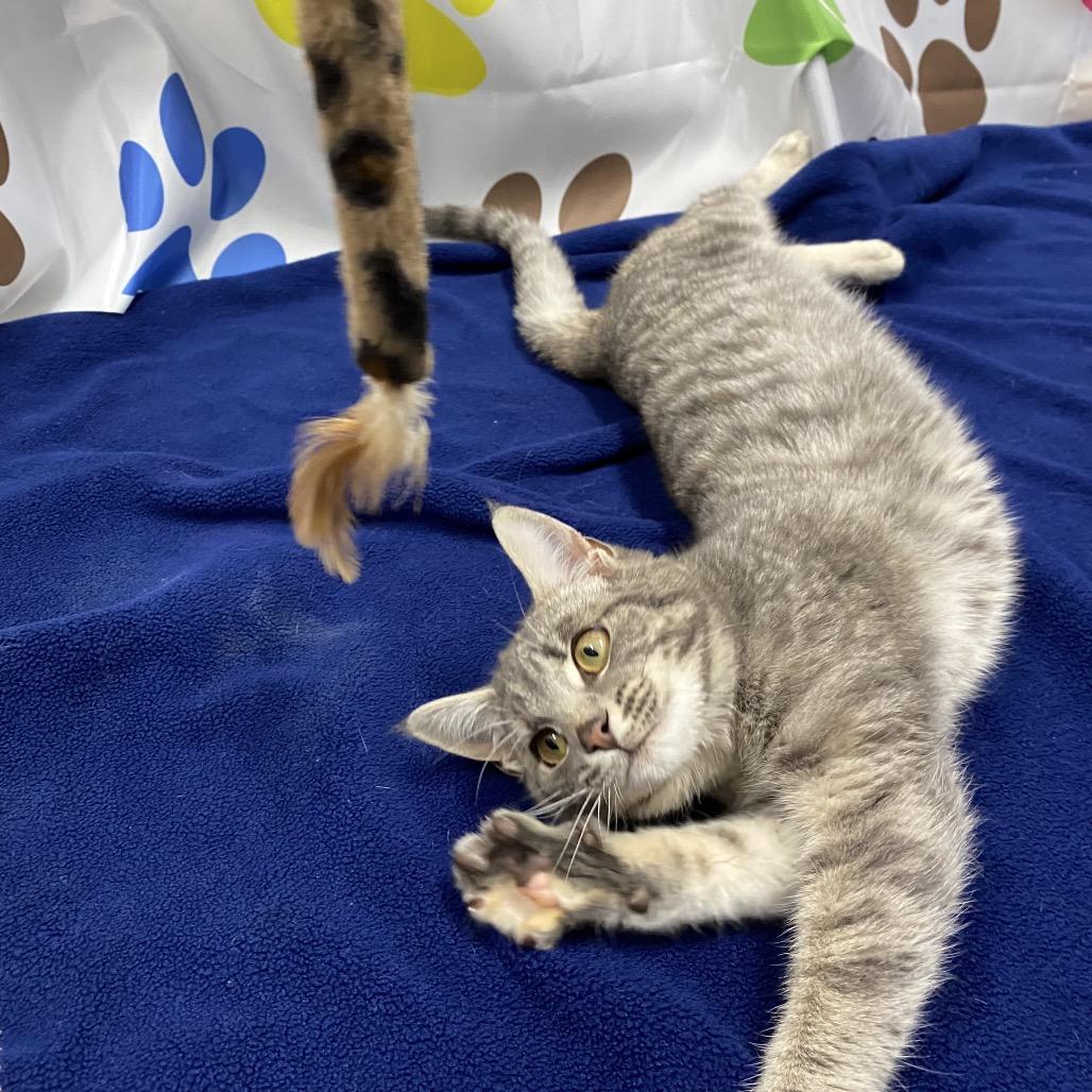 Fern, Adoptable, Young Female Domestic Short Hair.