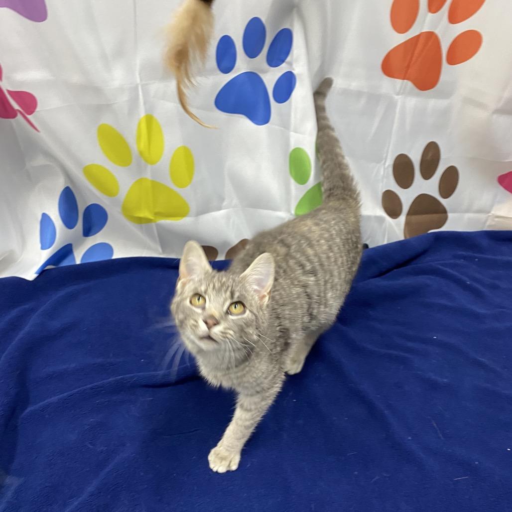 Enlarge Fern, a Adoptable Domestic Short Hair in Walnut Cove, NC image 3/6