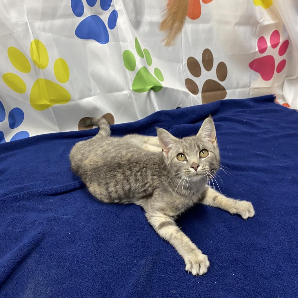 Enlarge Fern, a Adoptable Domestic Short Hair in Walnut Cove, NC image 4/6