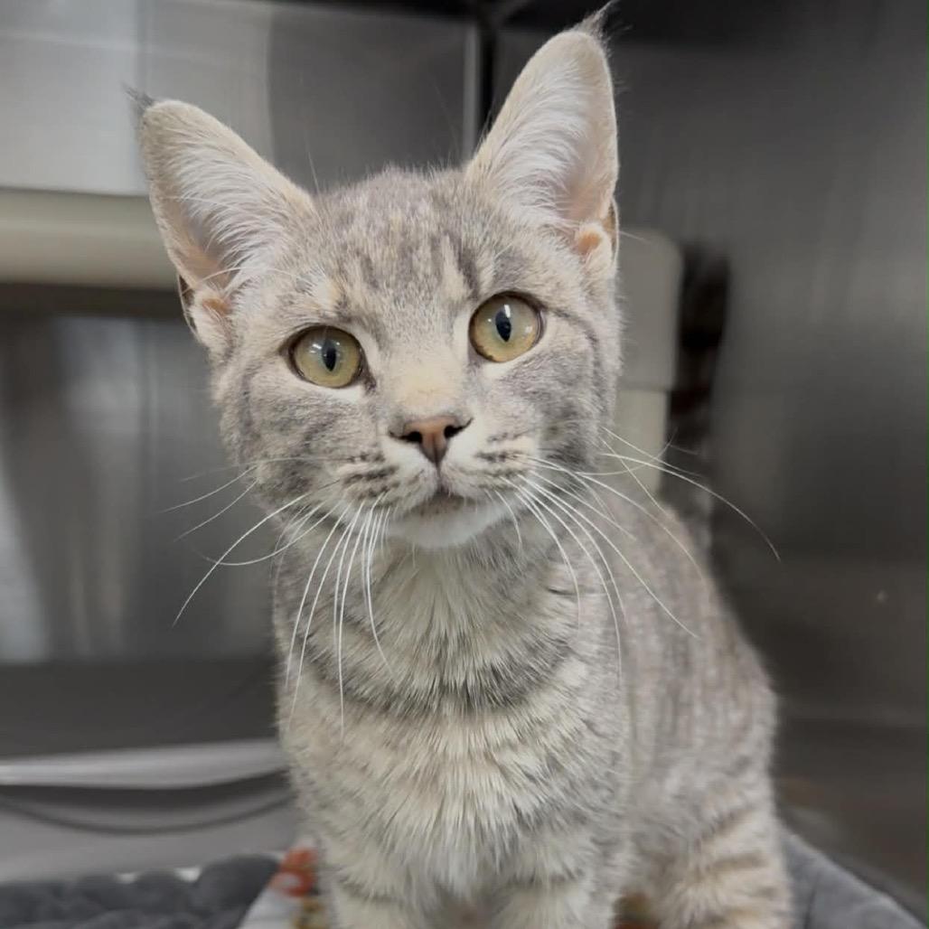 Fern, Adoptable, Young Female Domestic Short Hair.