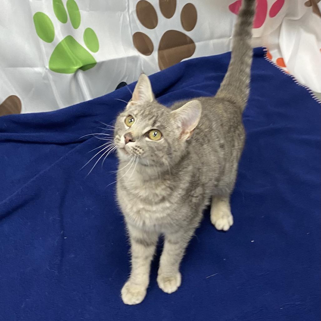 Enlarge Fern, a Adoptable Domestic Short Hair in Walnut Cove, NC image 5/6