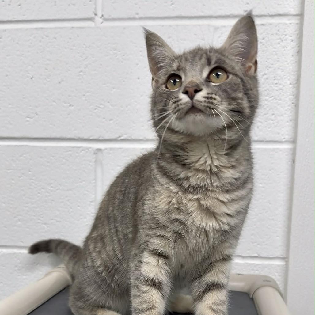 Enlarge Fern, a Adoptable Domestic Short Hair in Walnut Cove, NC image 1/6