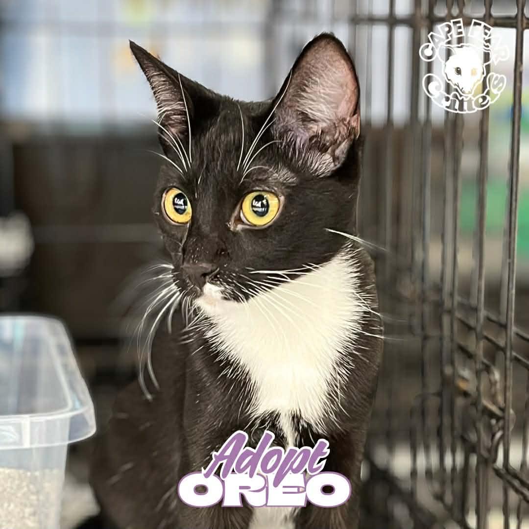 Enlarge Oreo, an adopted Domestic Short Hair in Wilmington, NC image 1/1