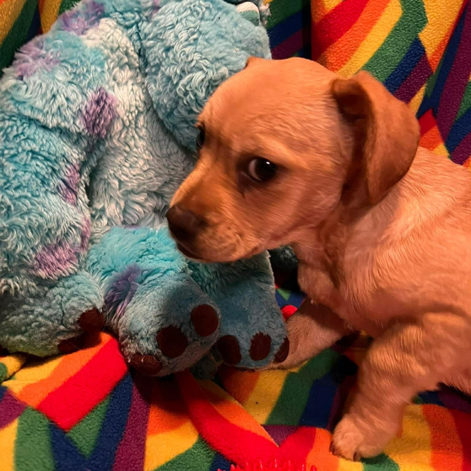 Regina, a ADOPTABLE mixed breed in Yreka, CA image 4/6