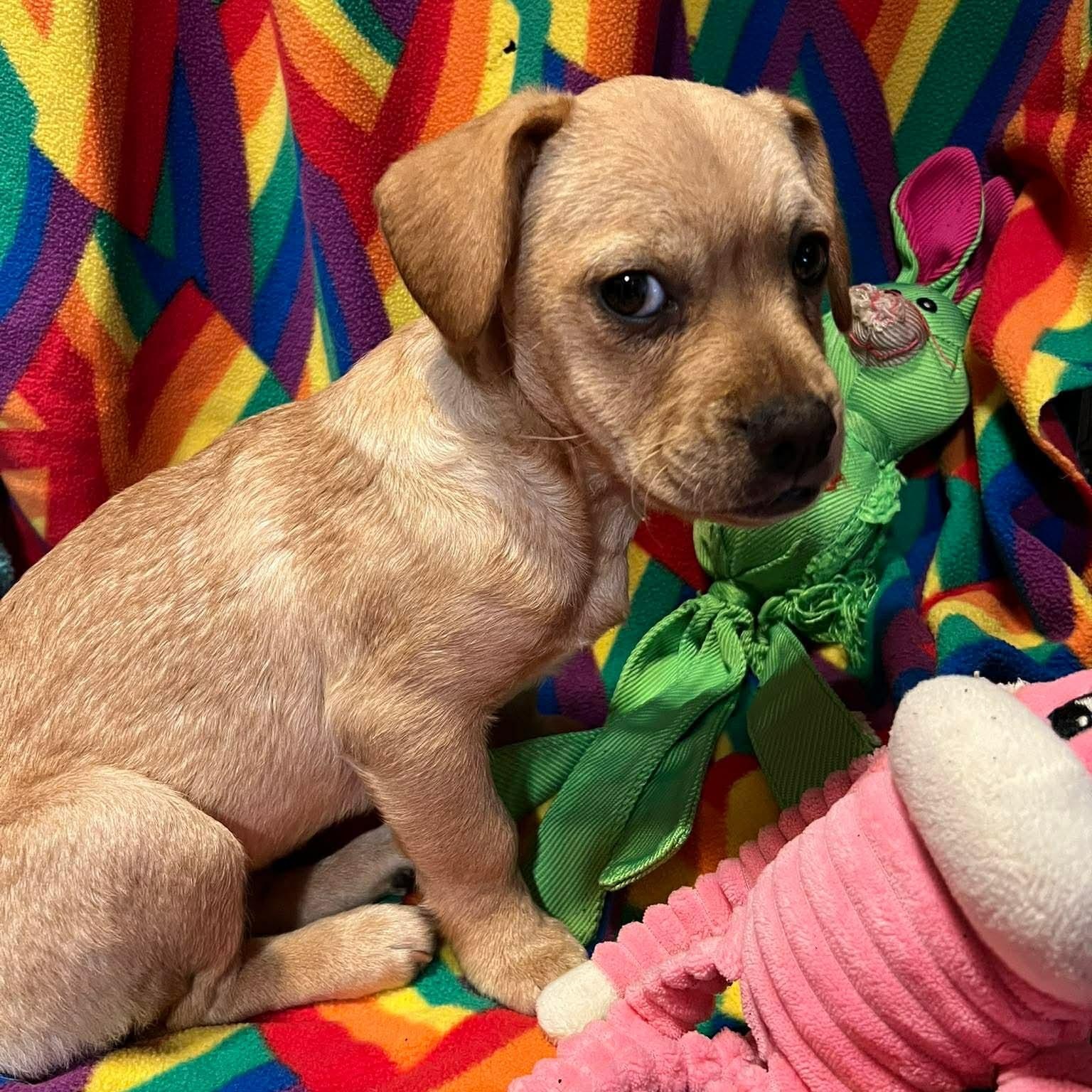 Regina, a ADOPTABLE mixed breed in Yreka, CA image 5/6