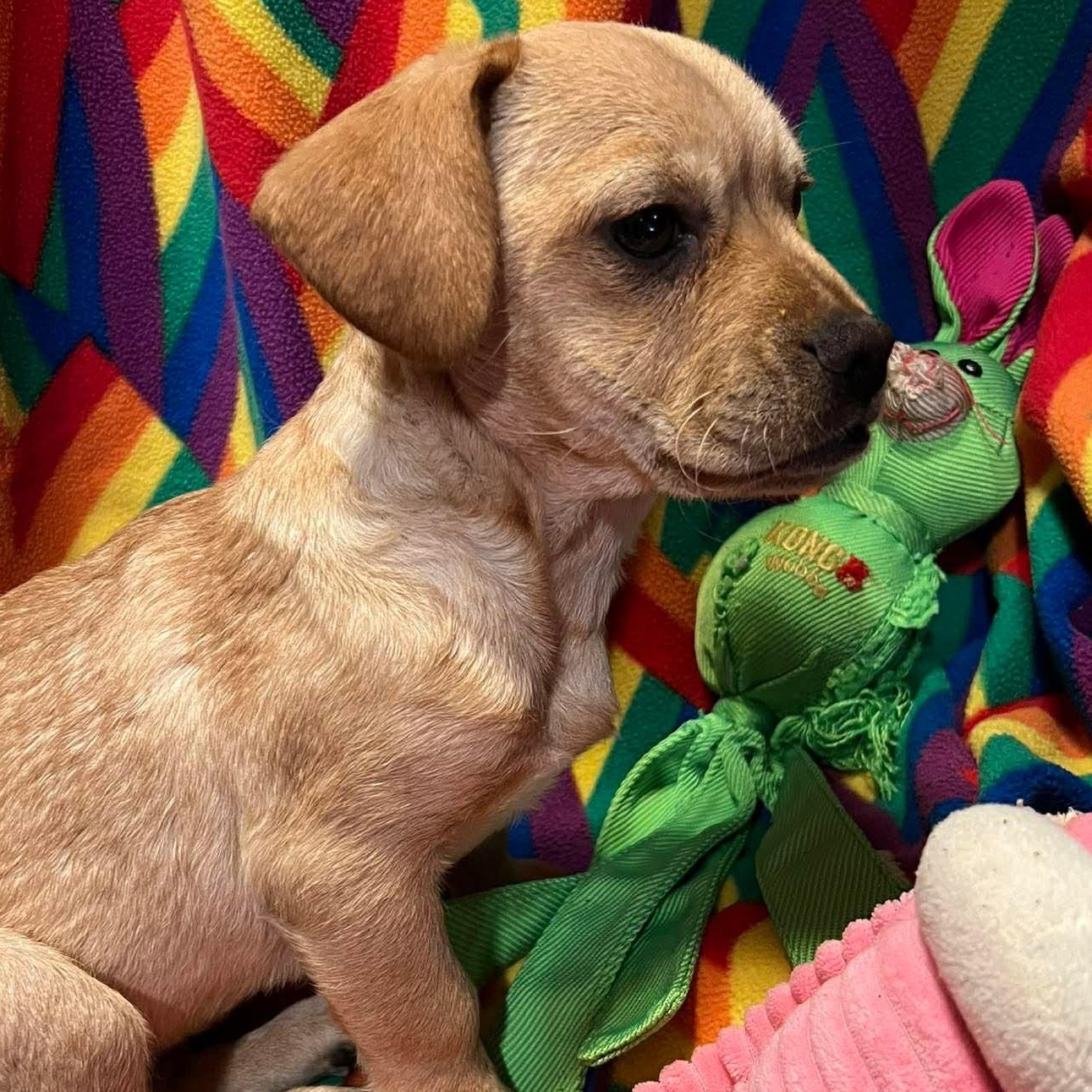 Regina, a ADOPTABLE mixed breed in Yreka, CA image 3/6